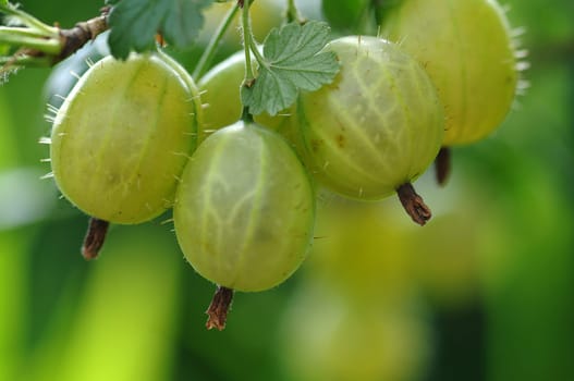 Gooseberries