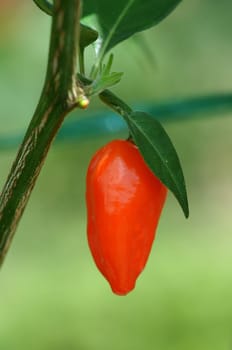 red peppers