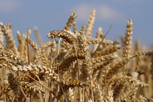 Grain