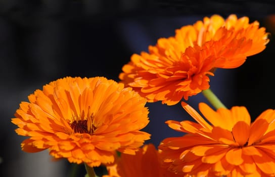 Marigolds
