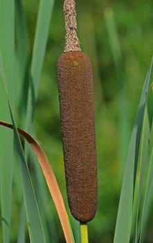 Cattails