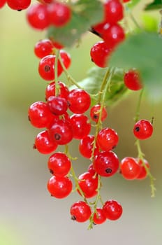 Currants