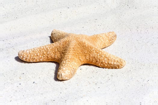 Single large starfish lies in the sand on the beach