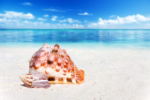 Two mussels lie on the sandy beach with the sea in the background