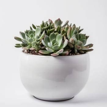 Succulents in a white bowl for easy indoor gardening. Perfect for anyone looking for a low-maintenance way to add natural beauty to their home. AI Generative.