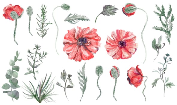 A set of watercolor elements including Herbs and leaves painted in watercolor isolated on a white background for design and creation of botanical patterns