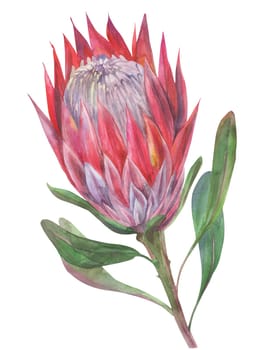 pink protea flower painted in watercolor isolated on white background