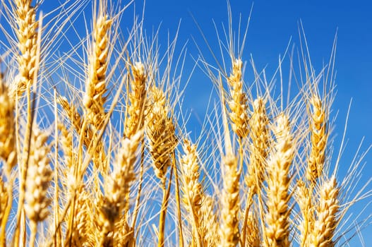 backdrop of ripening ears of yellow wheat field on the sunset cloudy orange sky background Copy space of the setting sun rays on horizon in rural meadow Close up nature photo Idea of a rich harvest