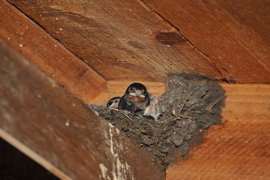Swallow nest with chicks