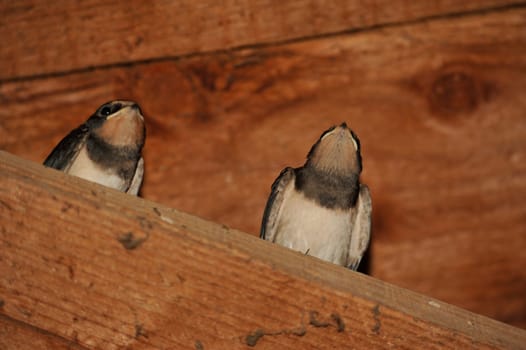 Barn Swallow (Hirundo rustica) at Steinhuder Meer,Germany.