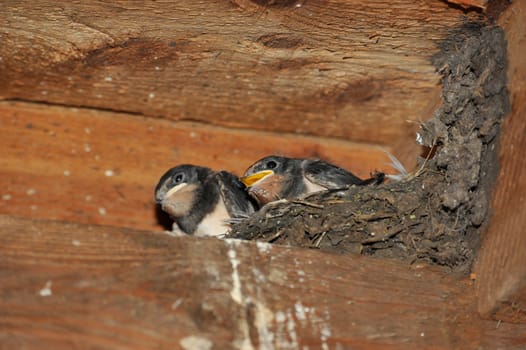 Swallow nest with chicks
