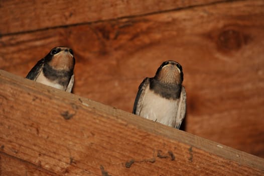 Barn Swallow (Hirundo rustica) at Steinhuder Meer,Germany.