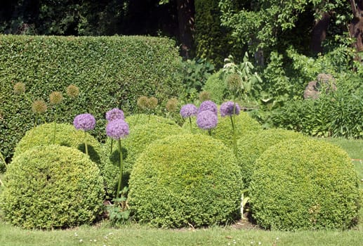 The photograph of spherical flowers of the star-ball leek between bushes.