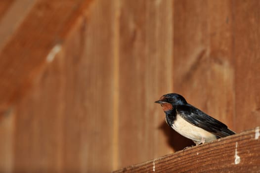 Barn Swallow (Hirundo rustica) at Steinhuder Meer,Germany.