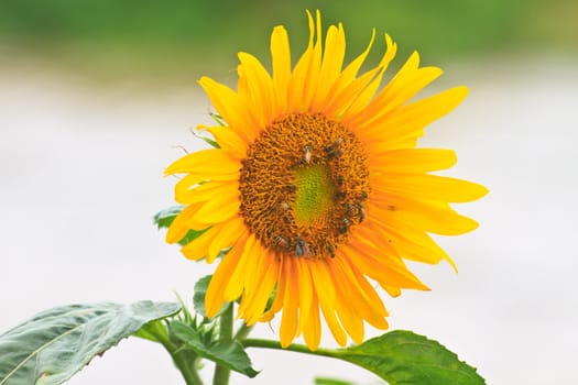 Landscape with beautiful sunflower in field and blue sky