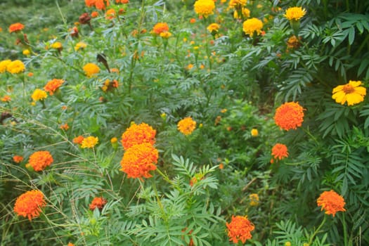 Marigold  flowers field, summer in garden Thailand