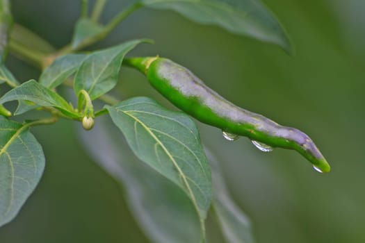 Fresh chillies growing in the vegetable garden with drop water