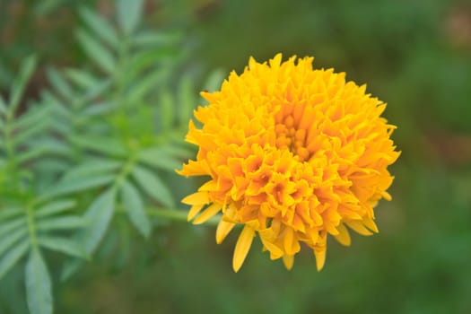 Marigold  flowers field, summer in garden Thailand