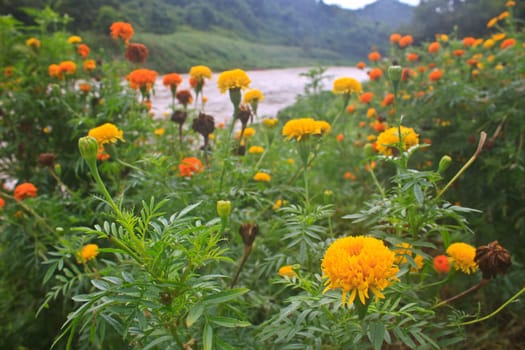 Marigold  flowers field, summer in garden Thailand