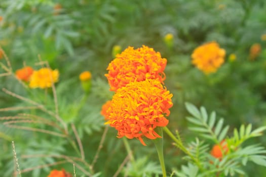 Marigold  flowers field, summer in garden Thailand