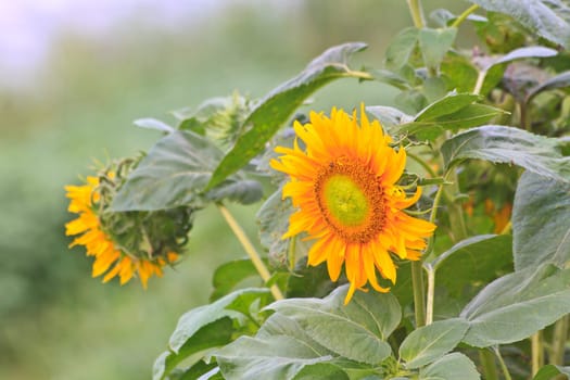 Landscape with beautiful sunflower in field and blue sky