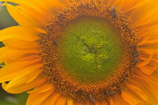 Landscape with beautiful sunflower in field and blue sky