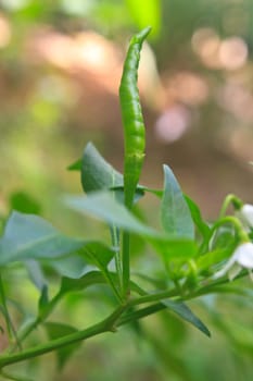 Fresh chillies growing in the vegetable garden, Thailand