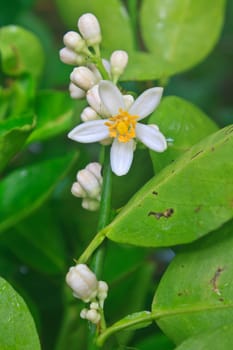 Flowering lemon tree with green leaf in garden