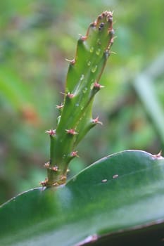 leaves of dragon fruit tree with drop water in garden