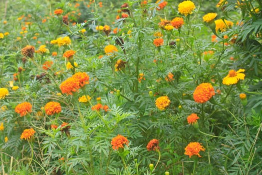 Marigold  flowers field, summer in garden Thailand