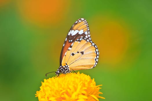 Beautiful butterfly on flower in summer garden