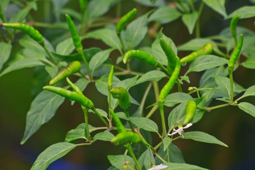 Fresh chillies growing in the vegetable garden, Thailand