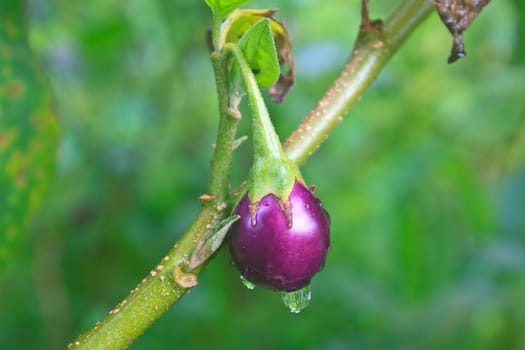 fresh eggplant on vegetable garden with drop water