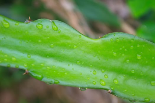 leaves of dragon fruit tree with drop water in garden