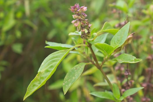 Fresh basil and blossom in the plantation