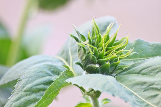 Sunflower buds, Young sunflower field in Thailand