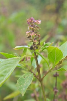 Fresh basil and blossom in the plantation
