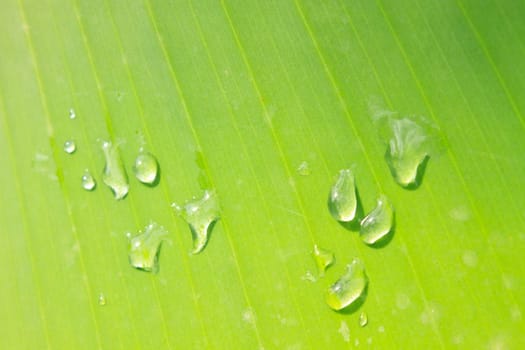 Beautiful green leaf with drops of water