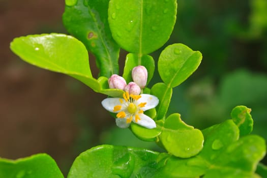 Flower of bergamot fruits on tree in garden