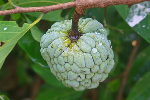 Custard apples or Sugar apples  growing on a tree in garden, Thailand.