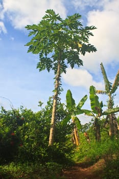 papayas tree in the farm with blue sky