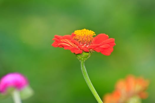 Zinnia elegans in field, summer in garden Thailand
