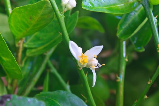 Flowering lemon tree with green leaf in garden