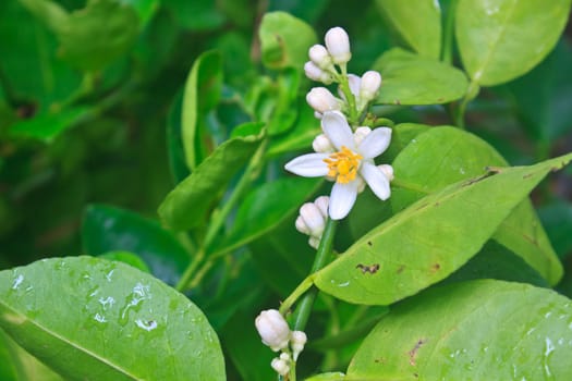 Flowering lemon tree with green leaf in garden
