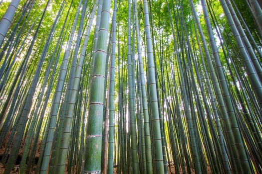 The bamboo forest of Kyoto, Japan for adv or others purpose use