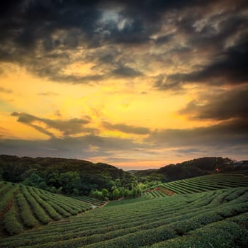 tea plantation landscape sunset for adv or others purpose use