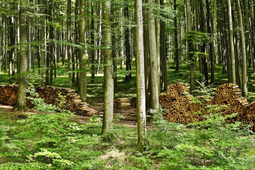 Firewood in the forest,stacked logs in nature