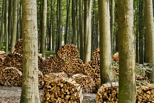 Firewood in the forest,stacked logs in nature
