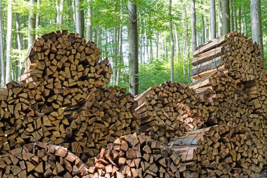 Firewood in the forest,stacked logs in nature