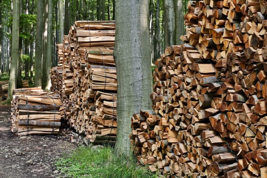 Firewood in the forest,stacked logs in nature